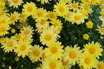  Argyranthemum Beauty Yellow 