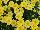 Westhoff: Argyranthemum  'Beauty Yellow' 