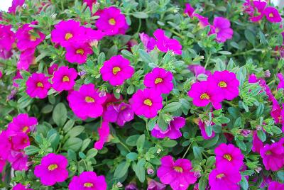 Celebration Calibrachoa X-treme Pink 