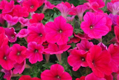 Hells Petunia Glow 