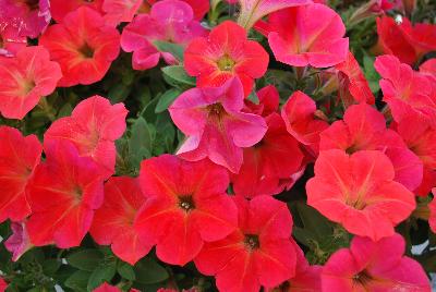 Westhoff: Hells Petunia Fruit Punch 