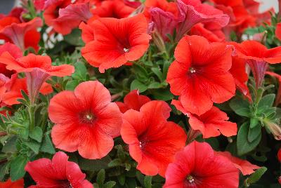 Plant Source International: Perfectunia Petunia Fiesta Red 
