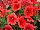 Westhoff: Petunia  'Fiesta Red' 