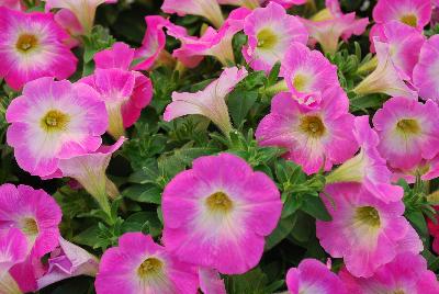 Plant Source International: Perfectunia Petunia Magic Morn 