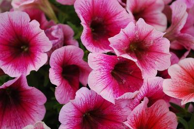 Plant Source International: Perfectunia Petunia Malaga 