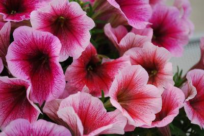 Plant Source International: Perfectunia Petunia Amerena 