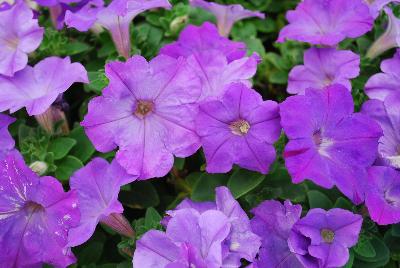 Plant Source International: Perfectunia Petunia Indigo 