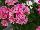 Westhoff: Pelargonium  'Pink' 