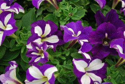 Westhoff: Crazytunia® Petunia Lucky Lilac 