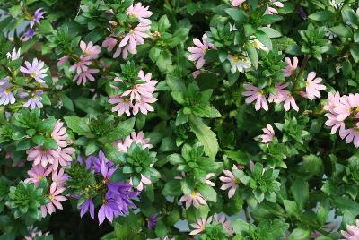 Scalora® Scaevola Fantastic Mix 