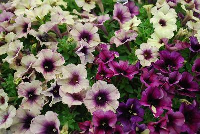 Westhoff: Crazytunia® Petunia Twilight Mix 