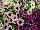 Crazytunia® Petunia Twilight Mix 