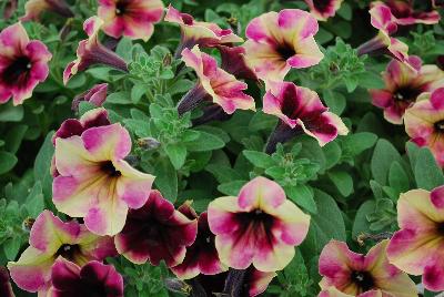 Westhoff: Crazytunia® Petunia Blackberry Cheesecake 