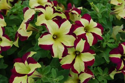 Westhoff: Crazytunia® Petunia Knight Rider Improved 