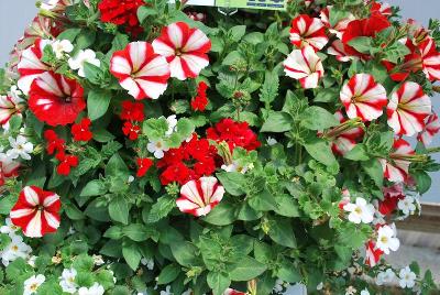 Passion Combos® COMBO Crazytunia® #5 