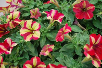 Westhoff: Crazytunia® Petunia Razzmatazz 