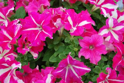 Westhoff: Crazytunia® Petunia Pink Frills 