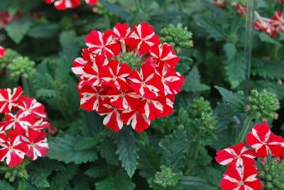 Westhoff: Voodoo Verbena Red Star 