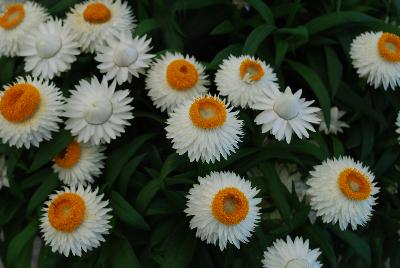 Cottage Bracteantha White