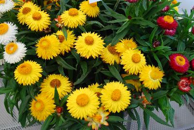 Cottage Bracteantha Mix 