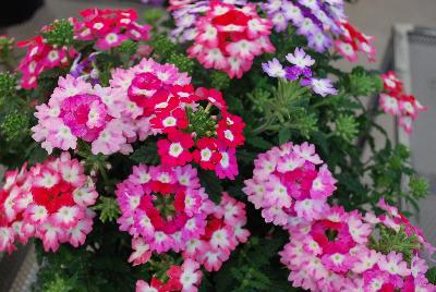 Hurricane Verbena Mix 