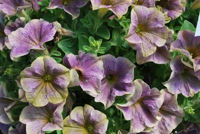 Westhoff: Crazytunia® Petunia Stonewashed 