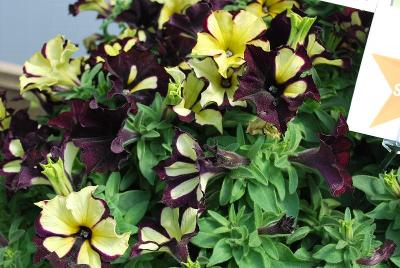 Westhoff: Crazytunia® Petunia Star Jubilee 