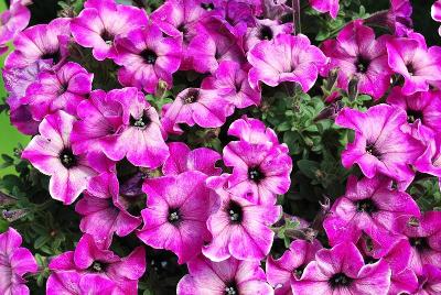 Perfectunia® Petunia Pink Sugar 