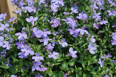 HOT® Lobelia Waterblue 