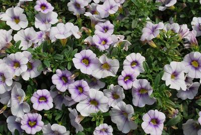 Celebration® Calibrachoa Heaven's Door 