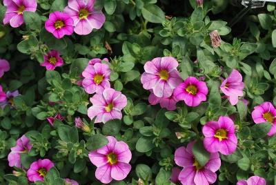 Westhoff: Celebration® Calibrachoa Pink Doll 