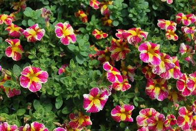 Celebration® Calibrachoa Candy Bouquet 