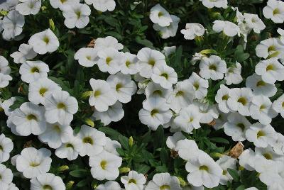 Celebration® Calibrachoa 'Candy Bouquet'