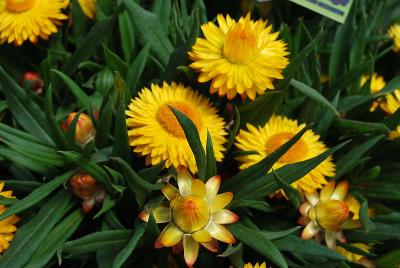 Cottage Bracteantha Yellow 