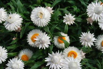 Cottage Bracteantha White