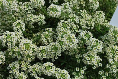  Lobularia 'Yellow'