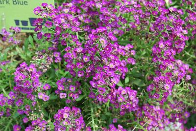  Lobularia 'Dark Blue'