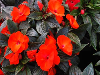 Westhoff: Impacio Impatiens Orange 