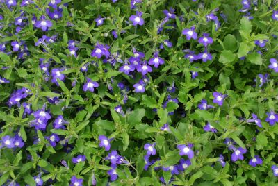 Hot® Lobelia Bavaria 