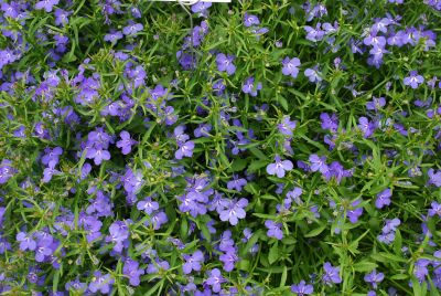 Hot® Lobelia Night Blue 