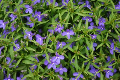 Star Lobelia Cobalt 