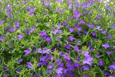 Star Lobelia Deep Blue Star 