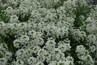  Lobularia White Compact 