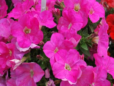 Bingo Perfectunia Petunia Pink 