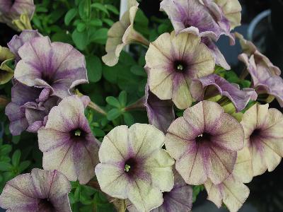Westhoff: Crazytunia Petunia Air Violet 