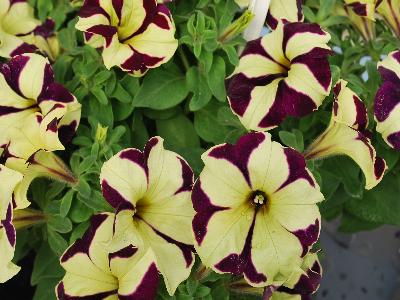 Westhoff: Crazytunia Petunia Deep Purple Star 