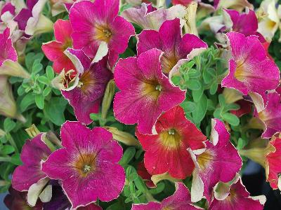 Westhoff: Crazytunia Petunia Roccocco 1 