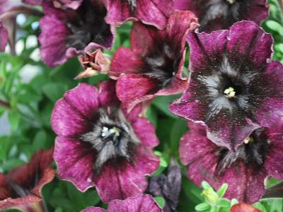 Westhoff: Crazytunia Petunia Roccocco 2 