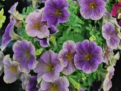 Westhoff: Crazytunia Petunia Stonewashed 