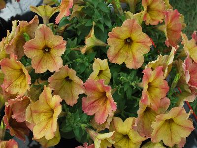 Westhoff: Crazytunia Petunia Terracotta 